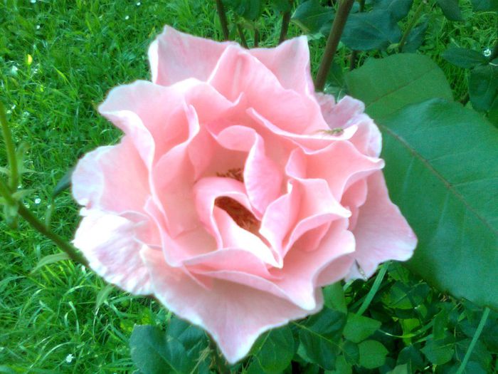 DOC POZE 020 - A___PRIMAVARA-VARA 2014