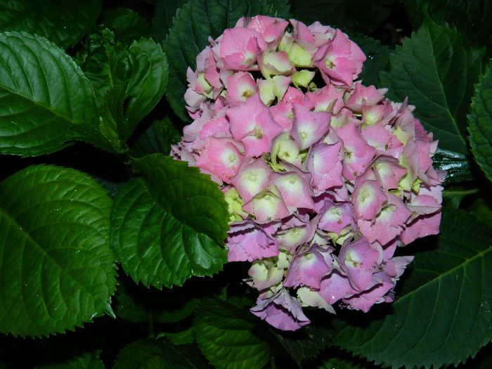 DSCN7092 - HORTENSIA_2014