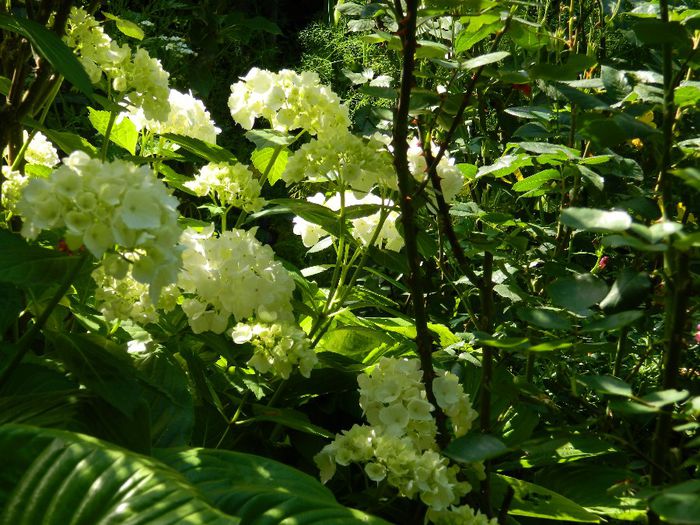 DSCN7404 - HORTENSIA_2014