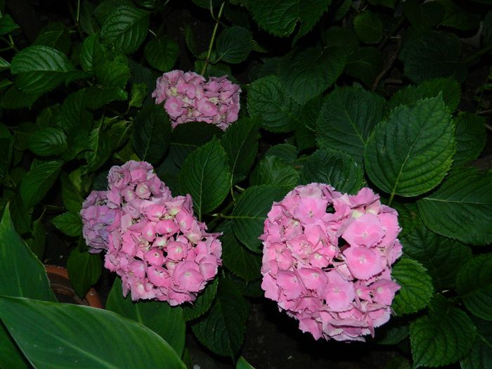DSCN7493 - HORTENSIA_2014