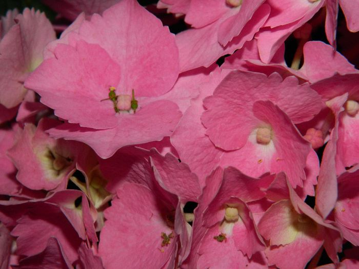 DSCN7495 - HORTENSIA_2014