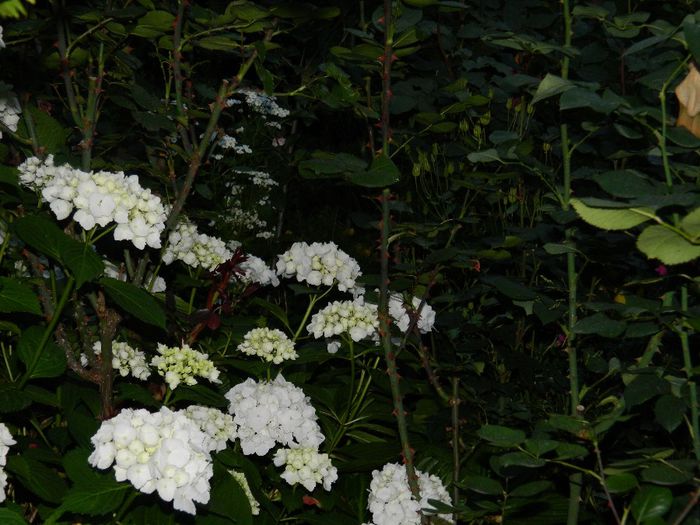 DSCN7507 - HORTENSIA_2014