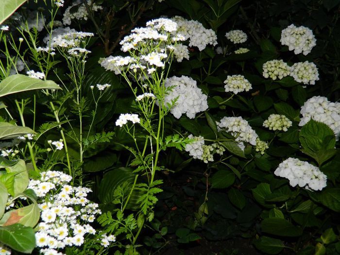 DSCN7543 - HORTENSIA_2014