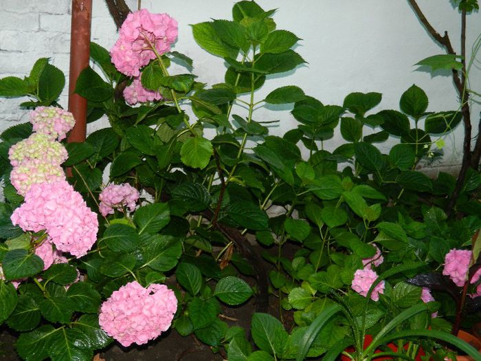 DSCN7682 - HORTENSIA_2014