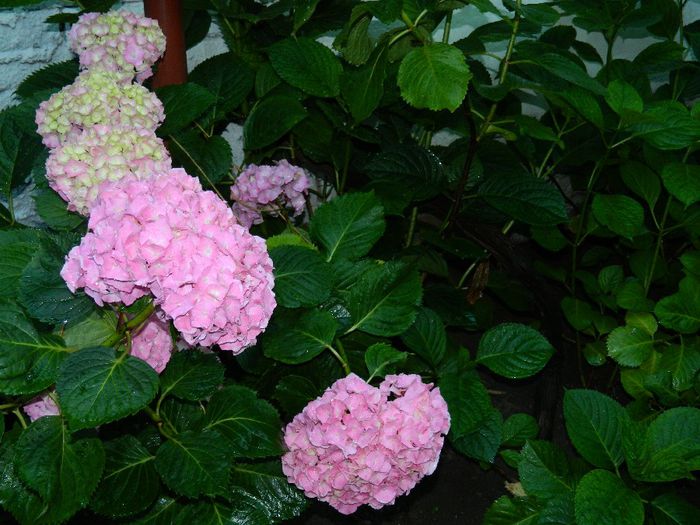 DSCN7683 - HORTENSIA_2014