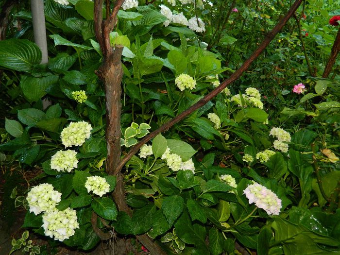 DSCN7692 - HORTENSIA_2014