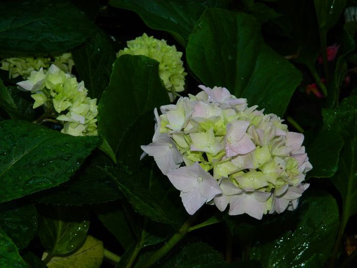 DSCN7694 - HORTENSIA_2014