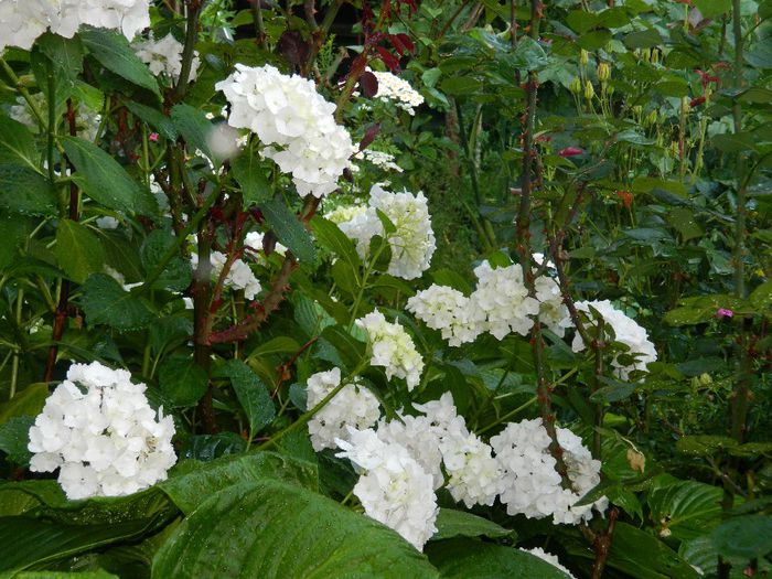 DSCN7736 - HORTENSIA_2014