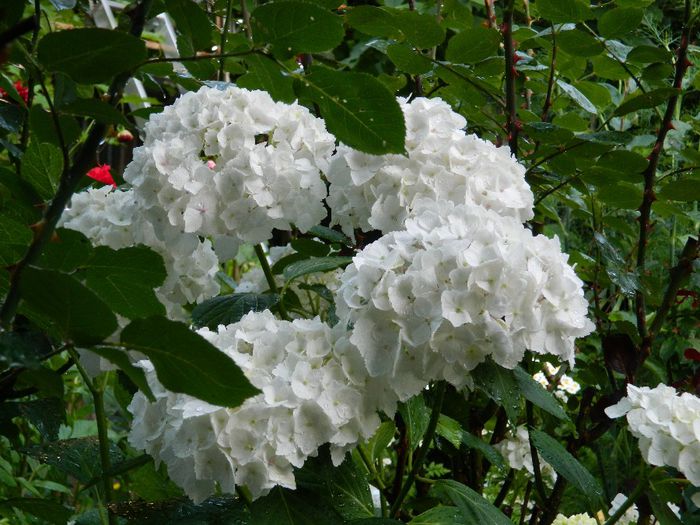 DSCN7737 - HORTENSIA_2014