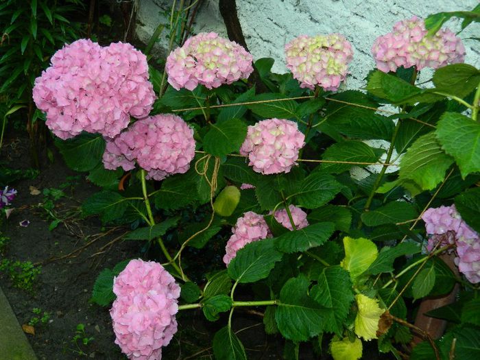 DSCN7772 - HORTENSIA_2014