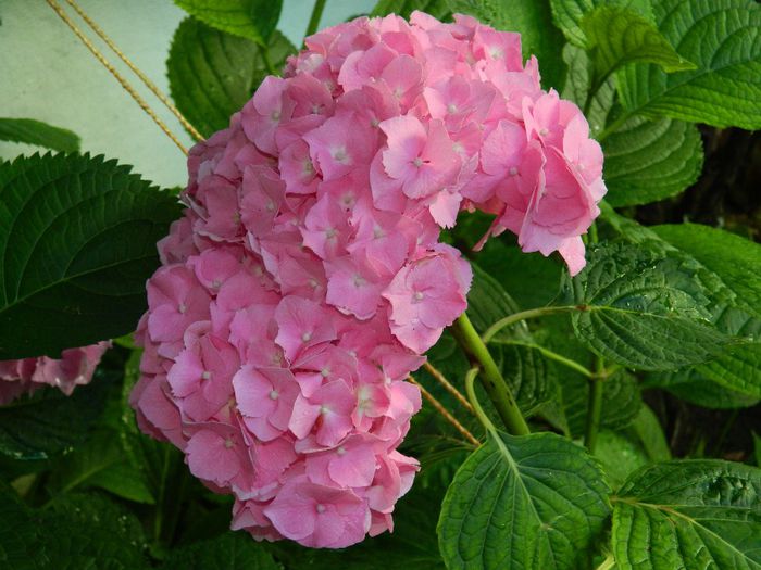 DSCN7774 - HORTENSIA_2014