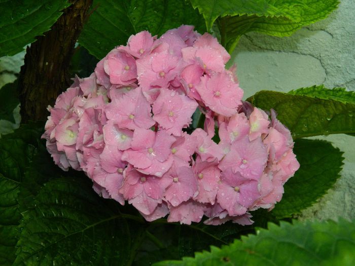 DSCN7776 - HORTENSIA_2014