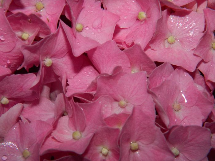 DSCN7778 - HORTENSIA_2014