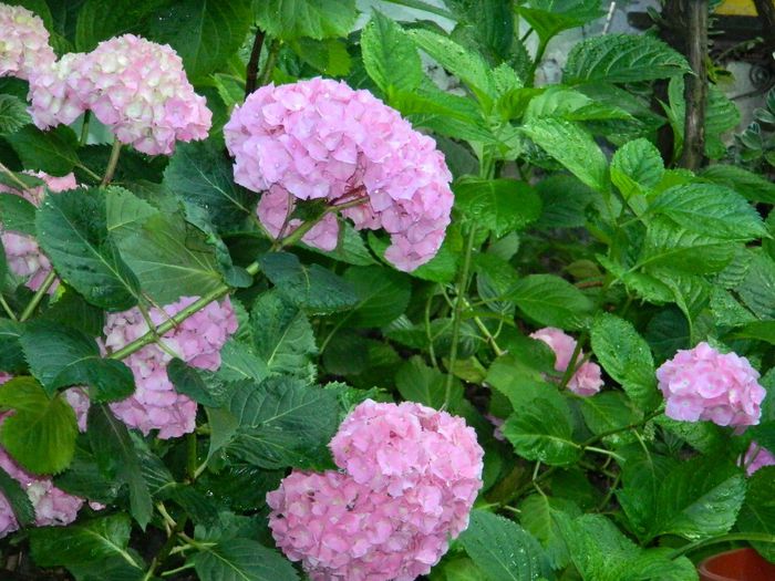 DSCN7792 - HORTENSIA_2014