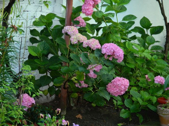 DSCN7794 - HORTENSIA_2014