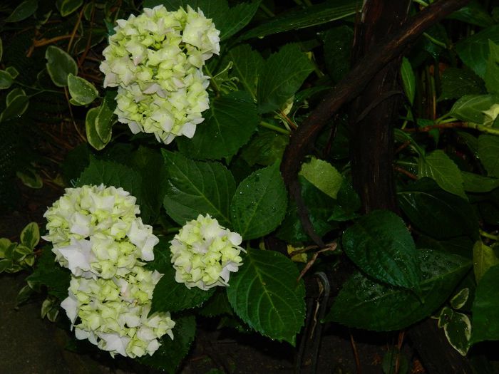 DSCN7795 - HORTENSIA_2014
