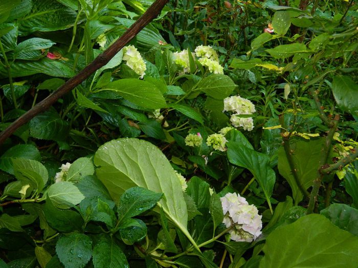 DSCN7796 - HORTENSIA_2014