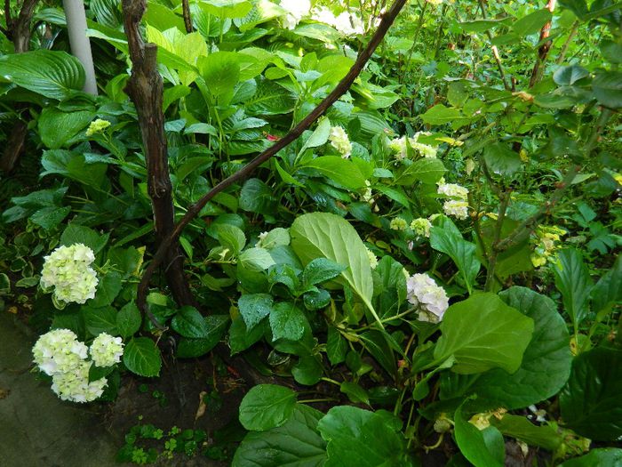DSCN7797 - HORTENSIA_2014