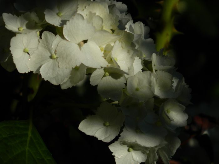 DSCN7799 - HORTENSIA_2014