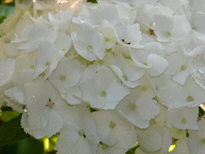 DSCN7801 - HORTENSIA_2014