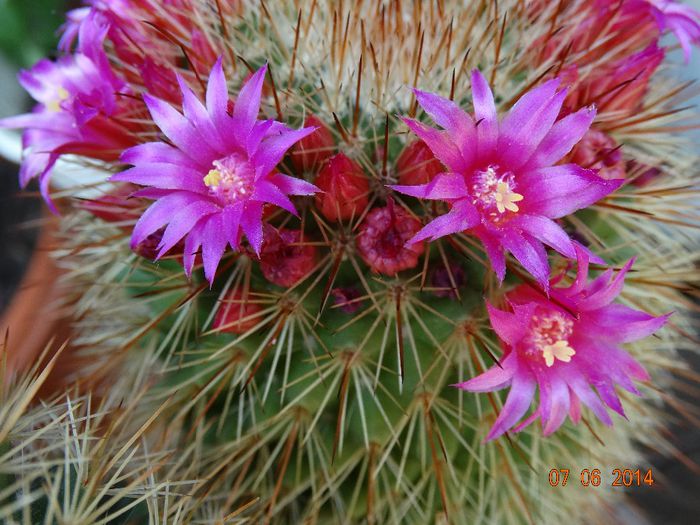 DSC04431 - Cactusi  si suculente 2014