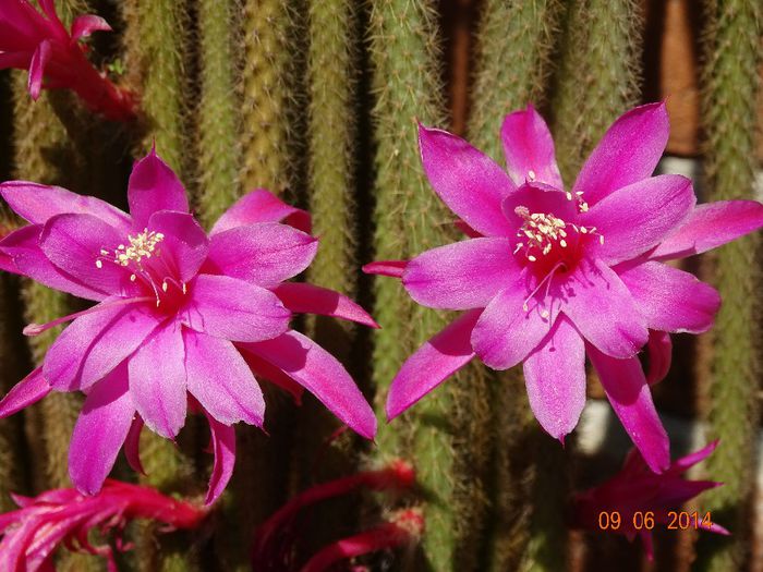 DSC04695 - Cactusi  si suculente 2014