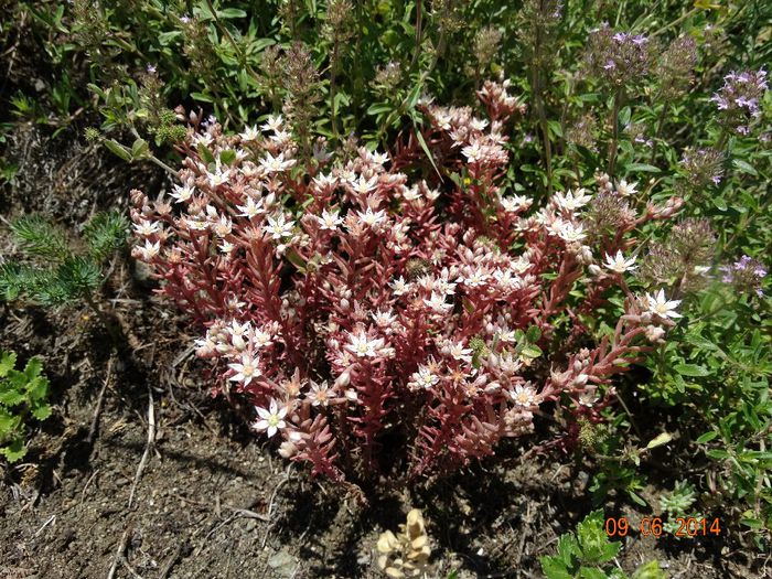 DSC04728 - Plante in natura 2014