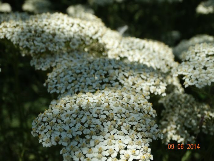 DSC04727 - Plante in natura 2014