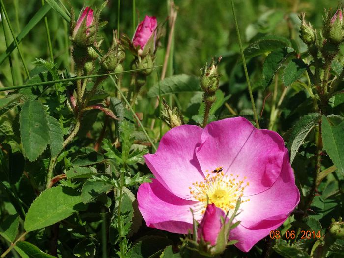 DSC04523 - Plante in natura 2014