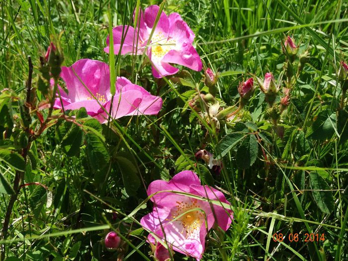 DSC04522 - Plante in natura 2014