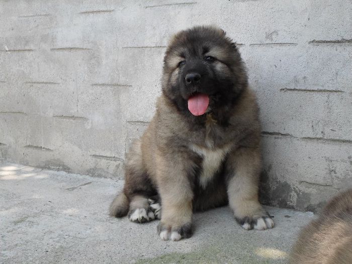 Masculi