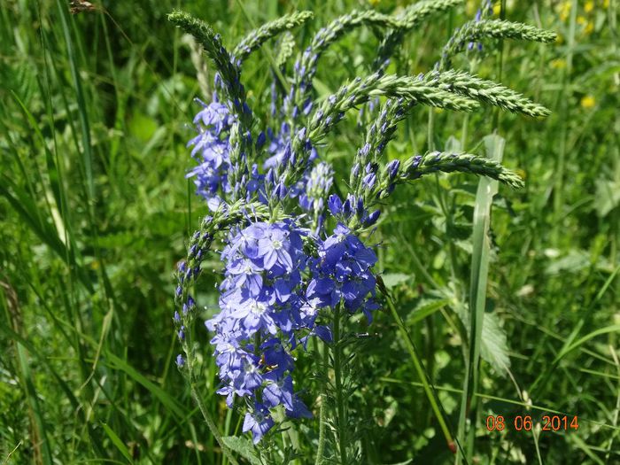 DSC04507 - Plante in natura 2014