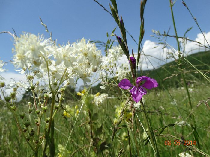 DSC04482 - Plante in natura 2014
