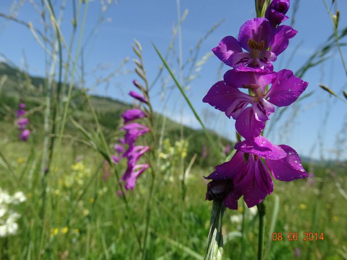 DSC04481 - Plante in natura 2014