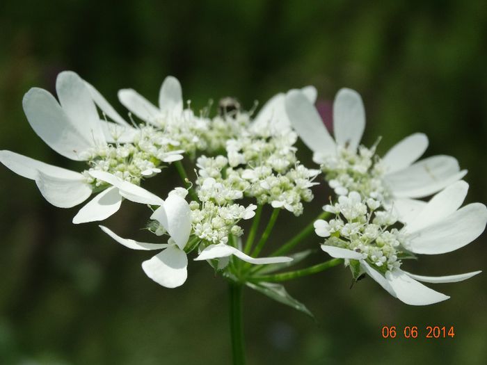 DSC04370 - Plante in natura 2014