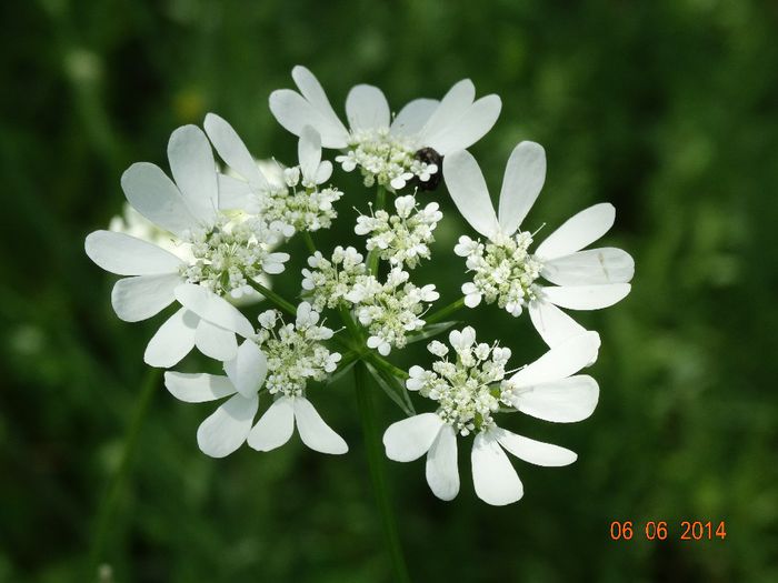 DSC04369 - Plante in natura 2014