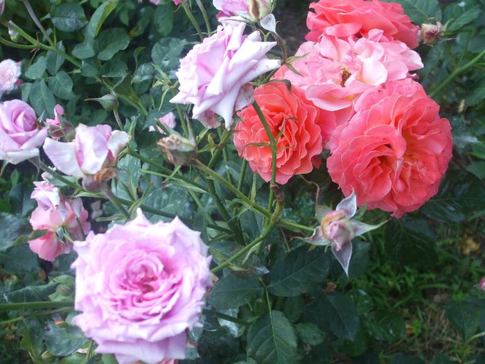 Francois Mauriac si Florajet - vara 2014