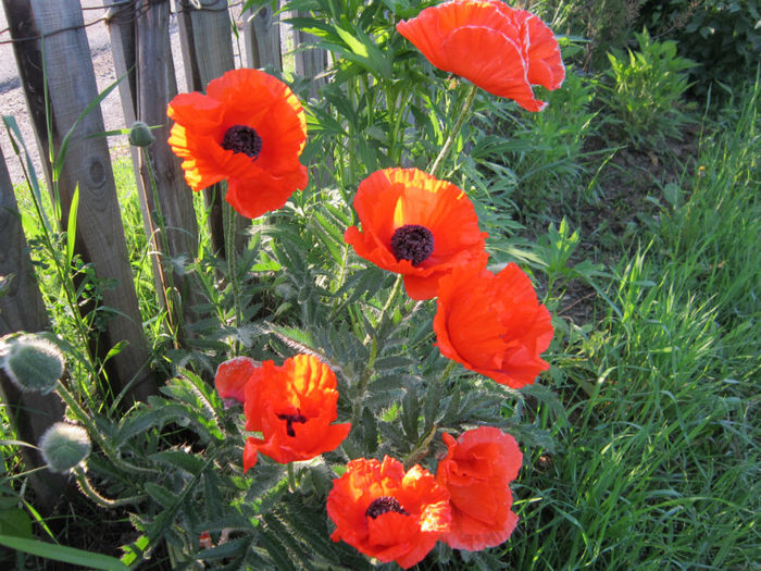  - FLORI DE GRADINA 2014