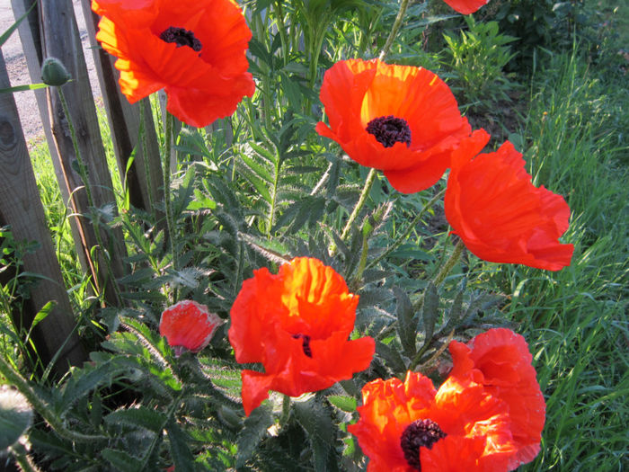  - FLORI DE GRADINA 2014