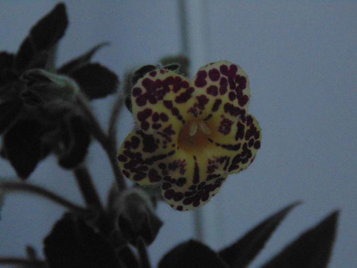 DSC00035 - Plante in ghiveci 2014