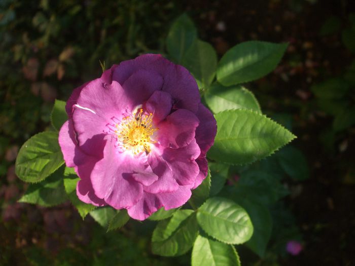 poza flori 415 - vara 2014