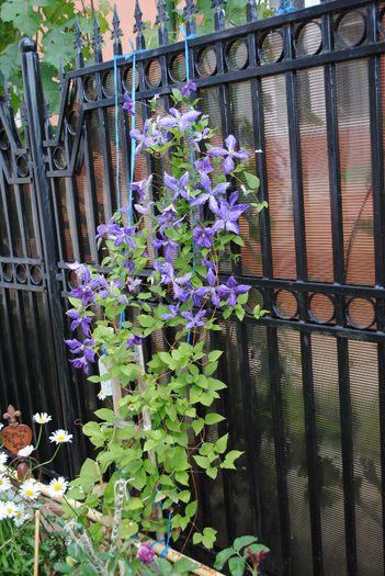 clematis Tie Dye,11  iunie