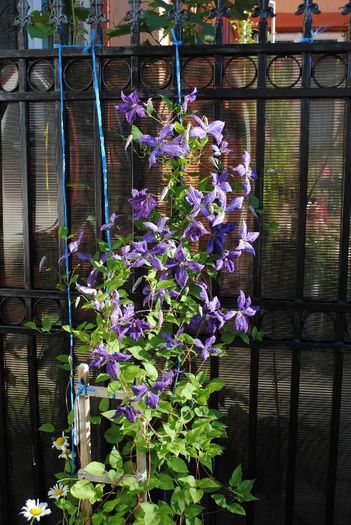 clematis Tie Dye,11 iunie