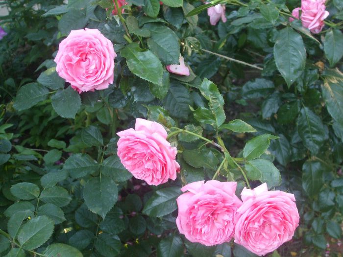 La Rose de Molinard