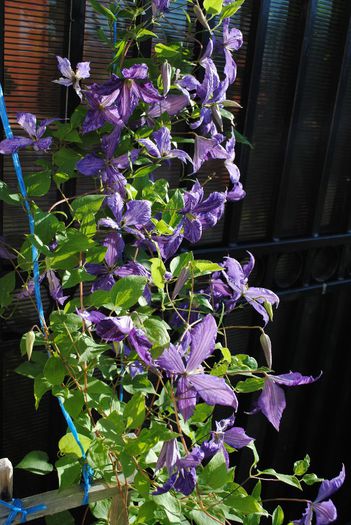 ..este asa de frumoasa :))))