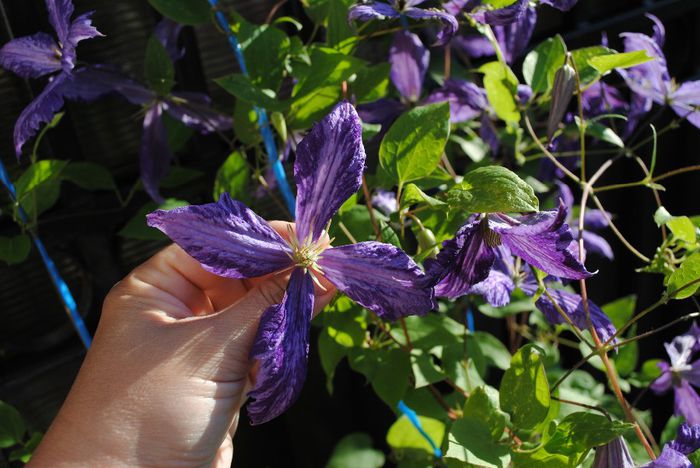 clematis Tie Dye