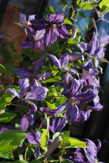 - yyy 2014 Trandafiri si clematite