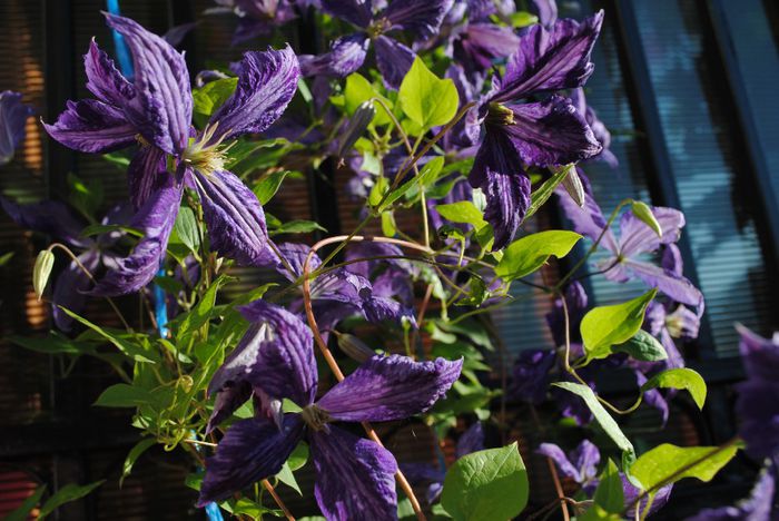 clematis Tie Dye - yyy 2014 Trandafiri si clematite