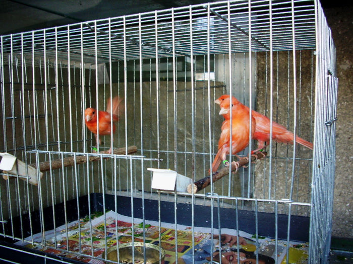 CANARI LA CUIB 2014 004