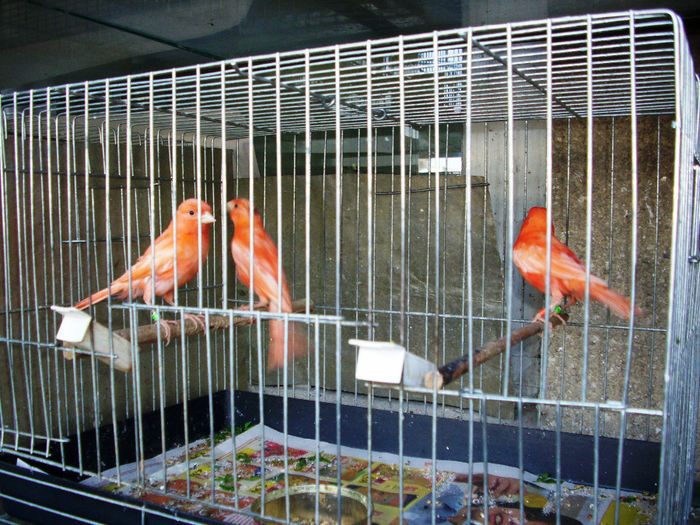 CANARI LA CUIB 2014 005